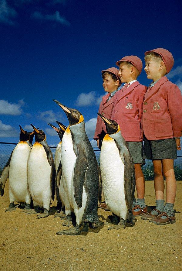 17. Okul üniformalı çocuklar, kral penguenlerle poz verirken. Londra Hayvanat Bahçesi. 1953.