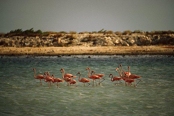 32. Bir gölcüğün içinde beslenen flamingolar. Hollanda Antilleri.