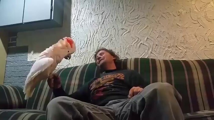 Kafesi Kırılan Küfürbaz Kakadu'nun Keyfi Yerinde