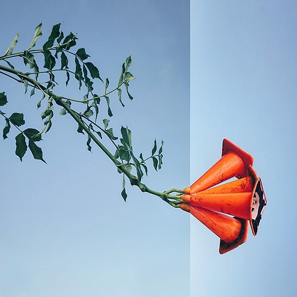 18. Кампсис + дорожные конусы