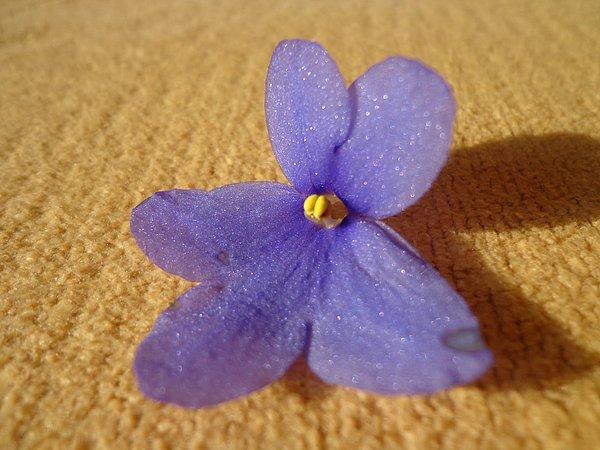Mor Menekşe Çiçeği