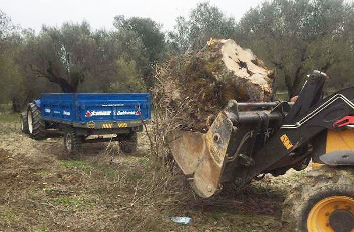 'Otoyol İçin 700 Bin Zeytin Ağacı Kesildi'