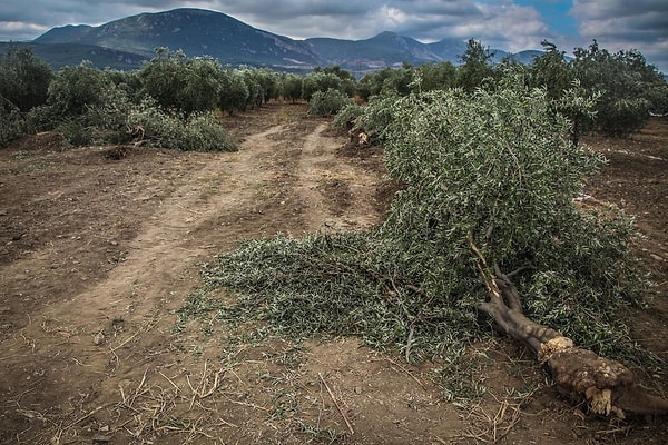 Yırca'da binlerce zeytin ağacı kesilmişti