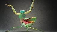 Dünyadaki Yaratıklar: 27 Karede Igor Siwanowicz'in Peygamberdevesi ve Böcek Fotoğrafları