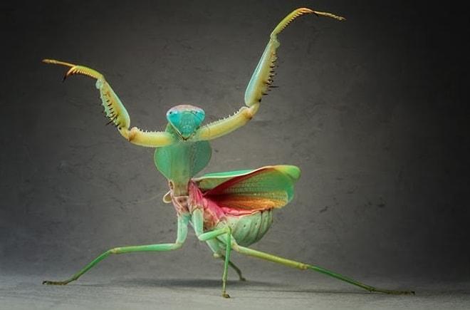Dünyadaki Yaratıklar: 27 Karede Igor Siwanowicz'in Peygamberdevesi ve Böcek Fotoğrafları