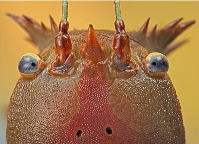 2.