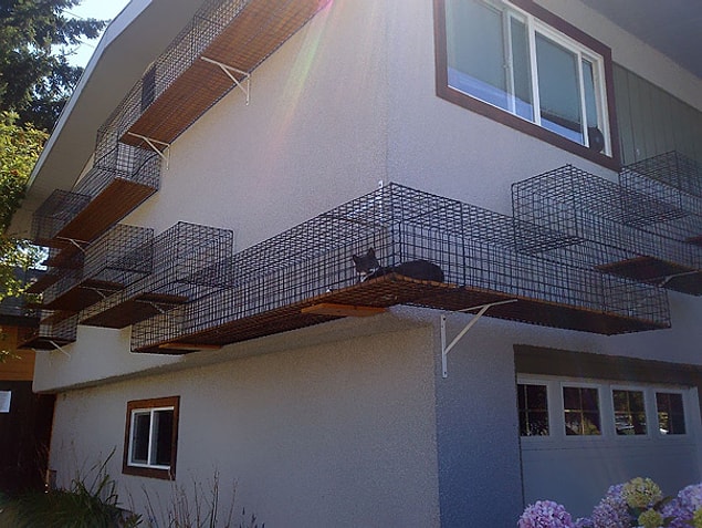 25. Evin dışındaki kedi yolu