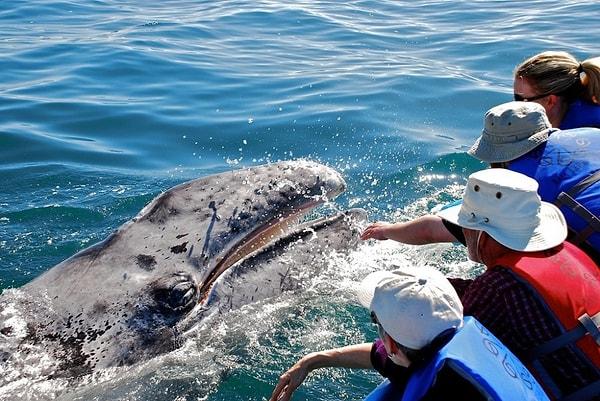 33. Meksika'daki balinaları gıdıklayın.