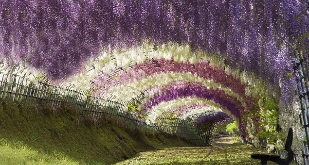 39. Japonya'da mor salkım çiçeklerinin oluşturduğu tünellerden geçin.