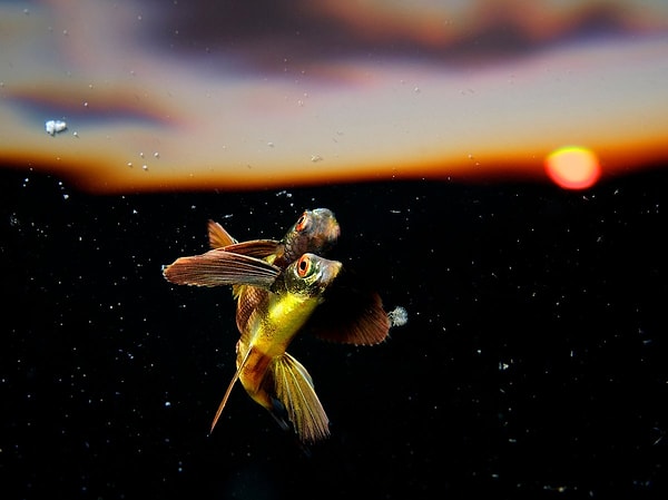 8. Номинация: Дикая природа