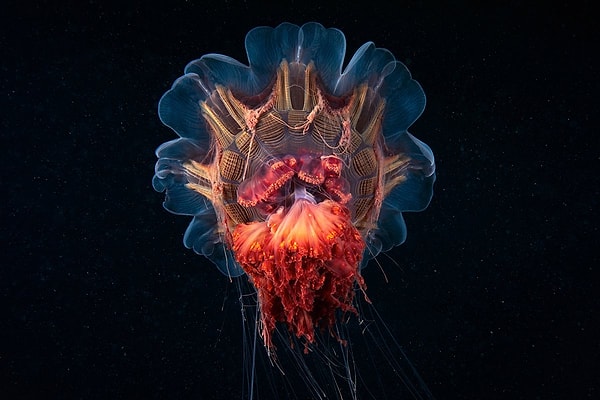 10. Номинация: Окружающая среда