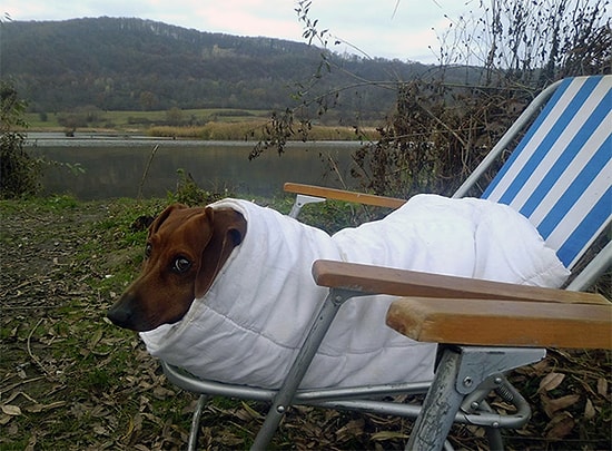 Minnoşlar İçin Uyku Vakti: Battaniyenin İçine Kıvrılıp Kaybolan Fazla Sevimli 23 Köpek!