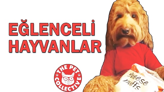 Birbirinden Eğlenceli Hayvanların Düştüğü Komik Anlar