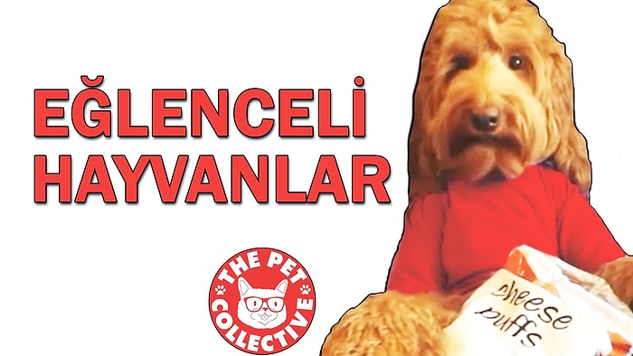 Birbirinden Eğlenceli Hayvanların Düştüğü Komik Anlar