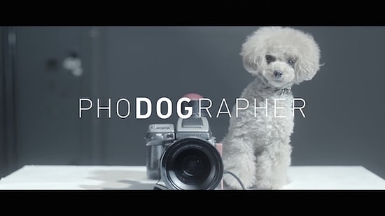 PhoDographer: Sevimli Köpekler Aile Bireylerinin Fotoğraflarını Çekiyor