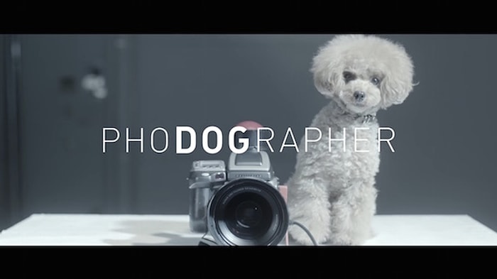 PhoDographer: Sevimli Köpekler Aile Bireylerinin Fotoğraflarını Çekiyor