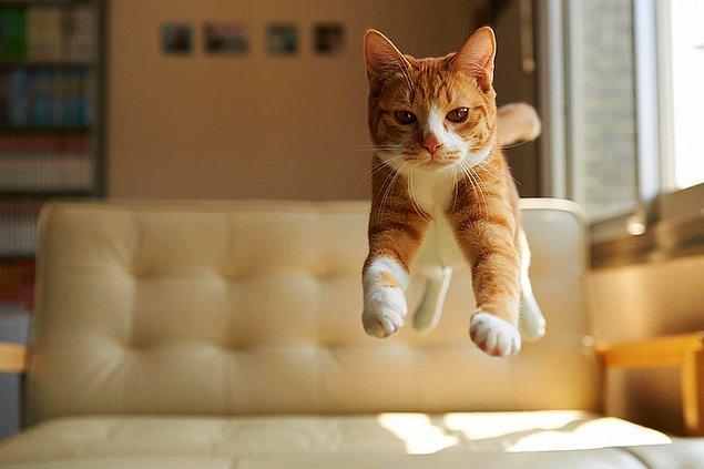 8. Kediler, yaklaşık olarak boylarının 6 katı yüksekliğine sıçrayabilirler!