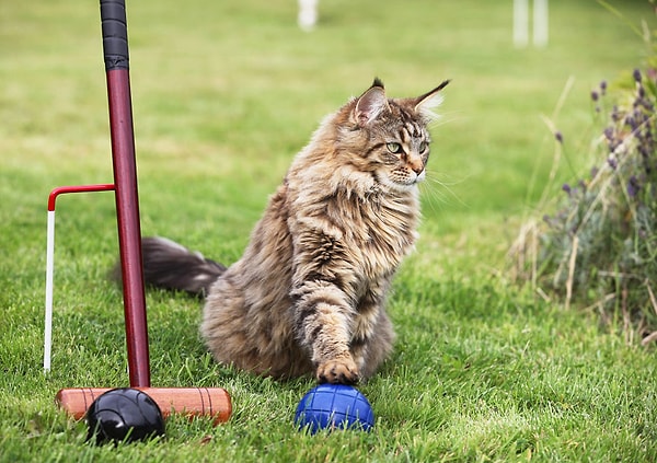 11. Конечно же, исключительно в компании с Тулой.