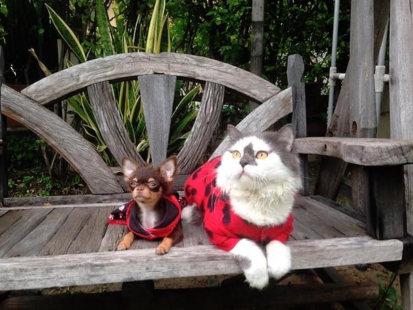 9. Кума и Ричи, как всегда вместе