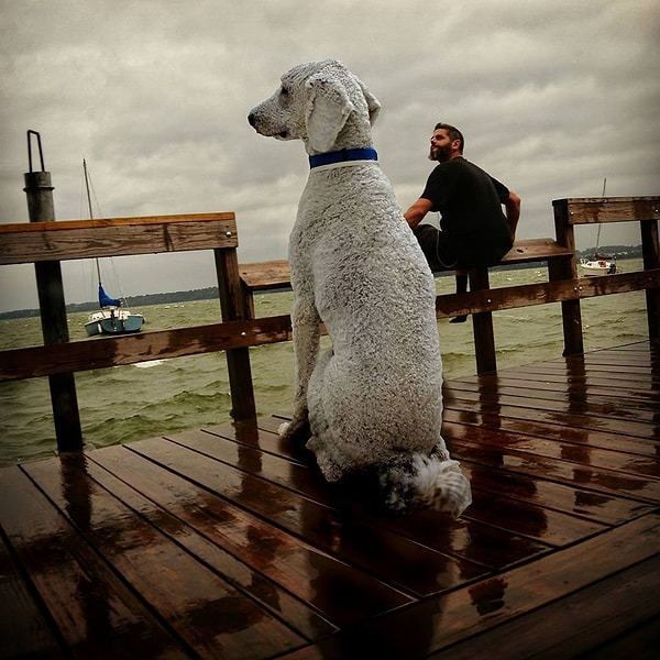 1. «Мы завели Юджи в августе 2014-го, сейчас ему уже 1 год и 8 месяцев», - рассказал Кристофер Клайн, хозяин собаки.