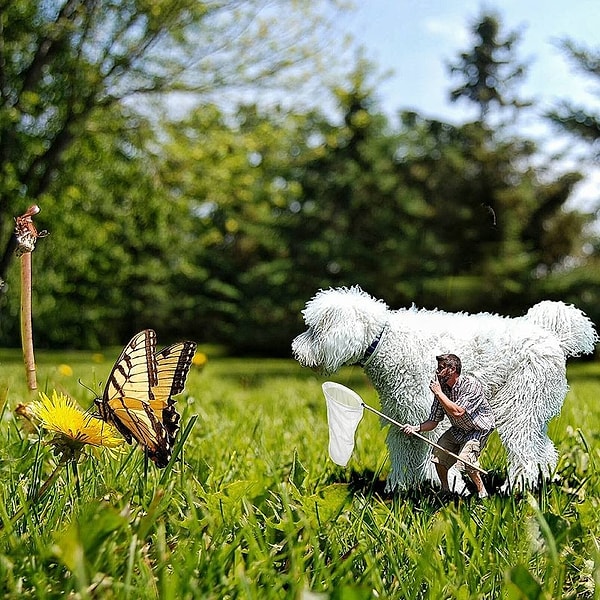 2. И хотя собаки породы голдендудль обычно имеют в высоту меньше метра, на каждом фото Кристофера Юджи показан в невероятно больших размерах.