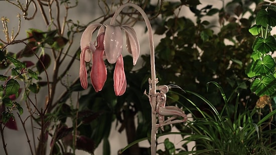 Удивительное рядом: зима в дождевых лесах