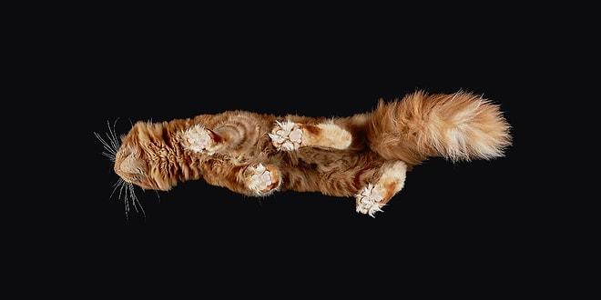 Kedilerin Her Açıdan Dünyanın En Minnoş Canlıları Olduğunu Kanıtlayan 27 Fotoğraf