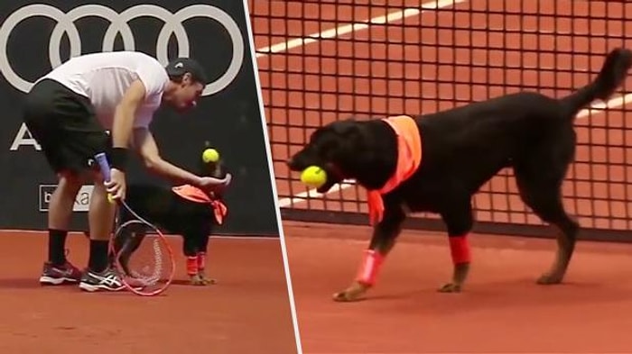 Tenis Turnuvasında Top Toplayıcı Olarak Görev Yapan Köpekler