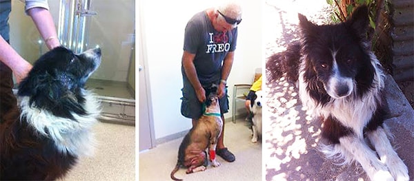 2. 7 лет спустя Никки и Саймону позвонили из приюта для животных и сообщили, что Сэм находится в ветеринарной лечебнице Foothills.