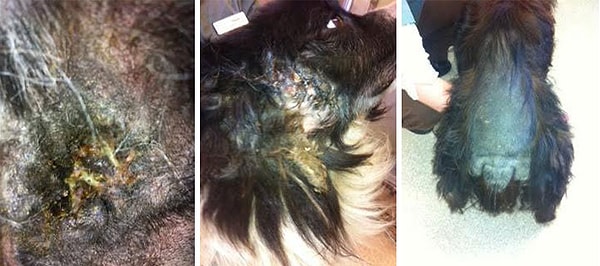 3. У пса были многочисленные раны, в его глазах не было жизни и радости.