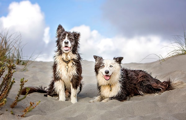 7. Теперь Сэм проводит много времени с Билли - другим бордер-колли, который появился в доме, пока Сэм отсутствовал.