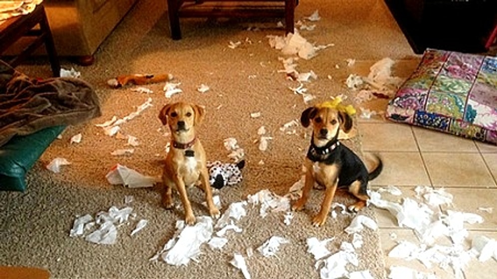 Köpek Sahiplerinin Çok İyi Bildiği 30 'Ben Bir Bok Yedim' Bakışı