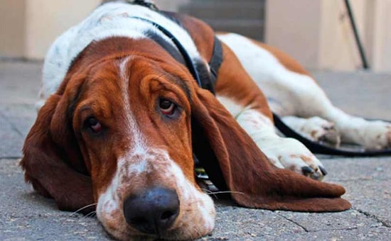 15 типичных ошибок владельцев собак