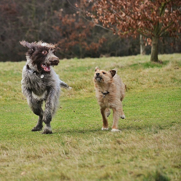 1. «Ко мне, быстро!»