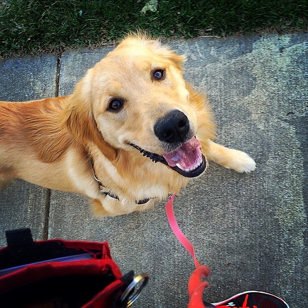 4. Не сажайте его на длинный поводок