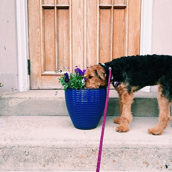 5. Не путайте выгул и игру