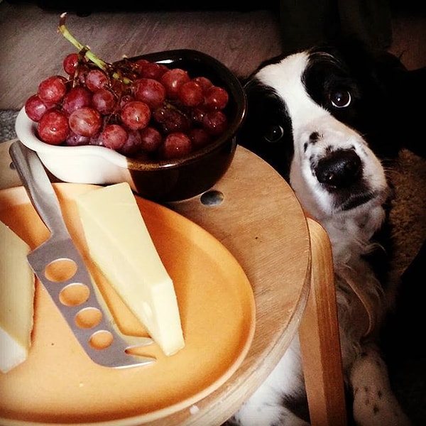 8. Выпрашивание