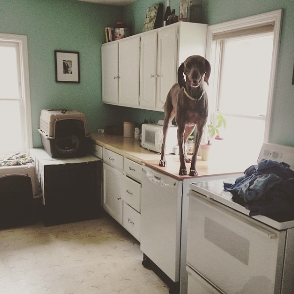 9. Еда, забытая на столе