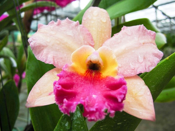 2. Выберите преобладающий цвет.