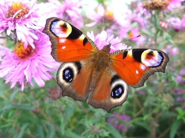 3. Какого цвета больше на картинке?