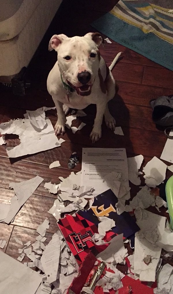 5. А на этот раз ее съела собака 🐶, не ставьте "два":