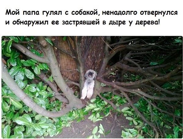 8. Только настоящие папы умеют так выгуливать собаку 🐶: