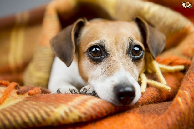 Ani Bir Kararla Hayvan Sahiplenmeden Once Kendinize Sormaniz Gereken 13 Soru