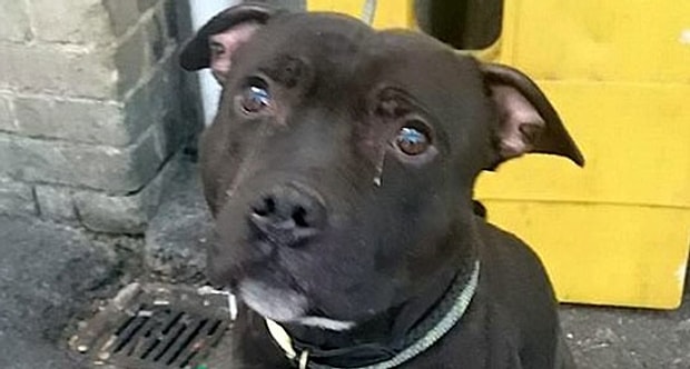 Ani Bir Kararla Hayvan Sahiplenmeden Once Kendinize Sormaniz Gereken 13 Soru