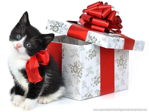 6. Kediden hediye olur mu?