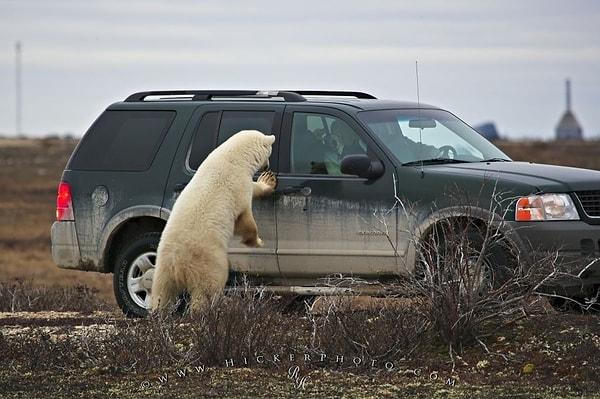 6. Kanada’nın Churchill şehrinde araç sahipleri, kutup ayılarından kaçan insanların sığınabilmesi için araçlarının kapılarını açık bırakırlar.