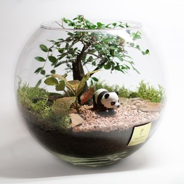 2. Флорариум "Бонсай" ❀✾❁