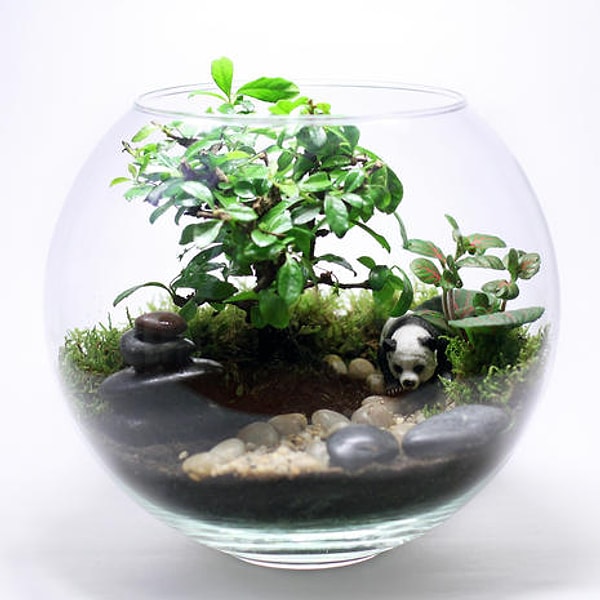 2. Флорариум "Бонсай" ❀✾❁