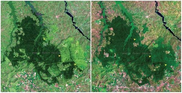 10. Mabira Ormanları, Uganda; 2001-2006 Arası