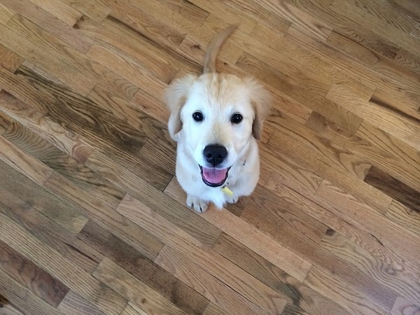 5. Оказалось, что из-за этих проблем пёс толком не может закрывать пасть.